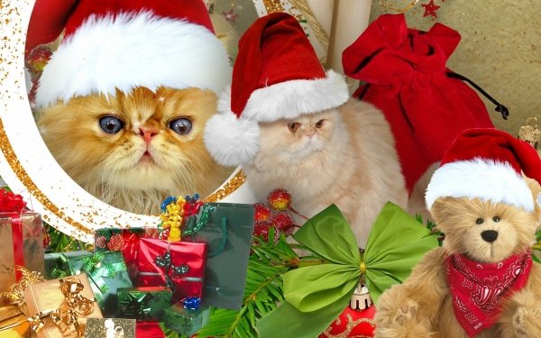 Holiday Christmas Cat Persian Cat Decoration Teddy Bear Gift Santa Hat Pet HD Wallpaper | Background Image