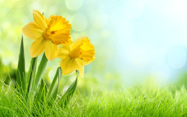 A HD desktop wallpaper featuring vibrant yellow daffodils amid lush green grass, capturing the essence of nature with a soft, bright background.