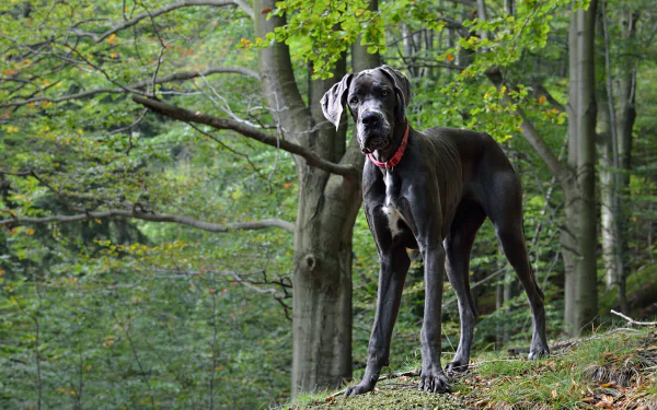 HD desktop wallpaper featuring a great dane standing alert in a lush green forest, showcasing the dog's sleek black coat and muscular build.