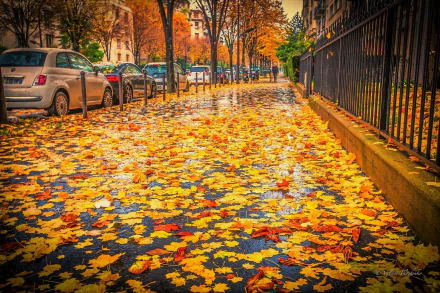  Wet Leaves on Autumn Sidewalk