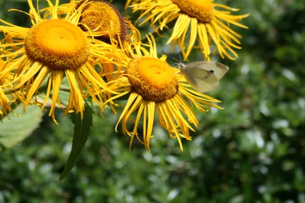 A detailed 4K Ultra HD desktop wallpaper featuring a butterfly perched on bright yellow flowers against a lush green background.