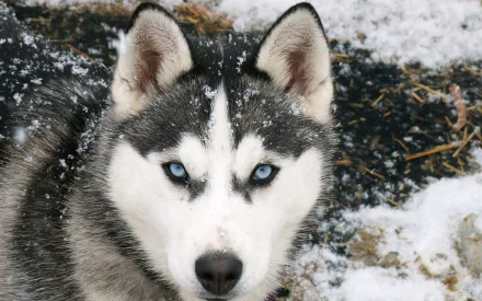HD PC desktop wallpaper featuring a close-up of a Siberian Husky with striking blue eyes and snowflakes on its fur in a snowy outdoor setting.