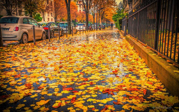 HD desktop wallpaper showing a sidewalk covered in vibrant fall leaves with parked cars along the street, capturing autumn's colorful beauty through photography.