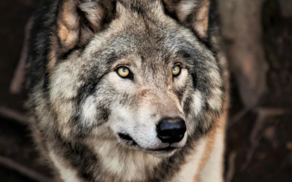 grey wolf face Animal wolf HD Desktop Wallpaper | Background Image