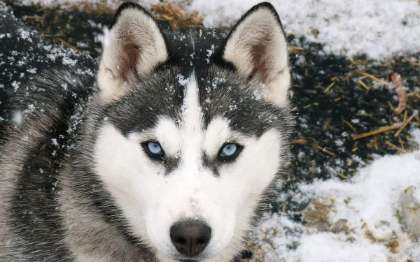 HD PC desktop wallpaper featuring a close-up of a Siberian Husky with striking blue eyes and snowflakes on its fur in a snowy outdoor setting.