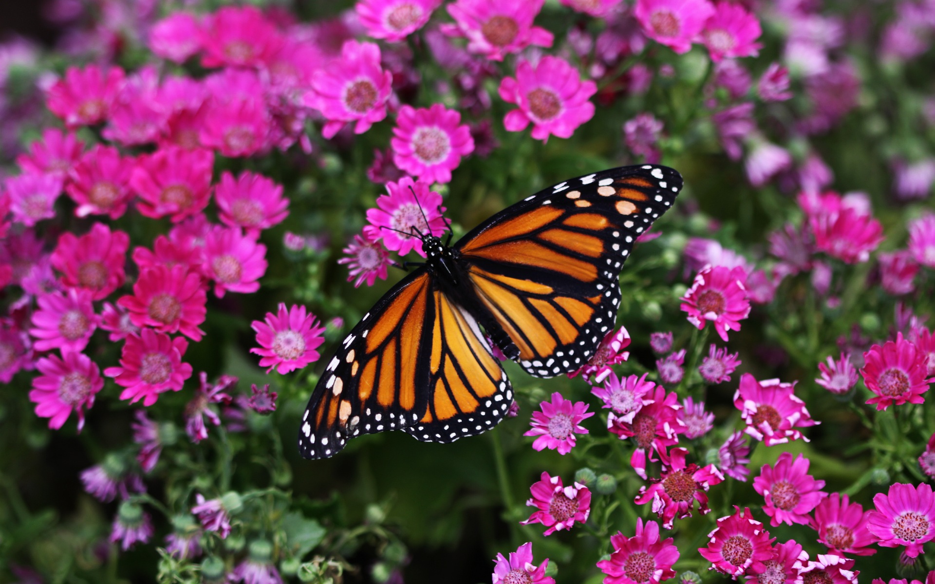 Monarch butterfly perched on a vibrant flower, HD desktop wallpaper.