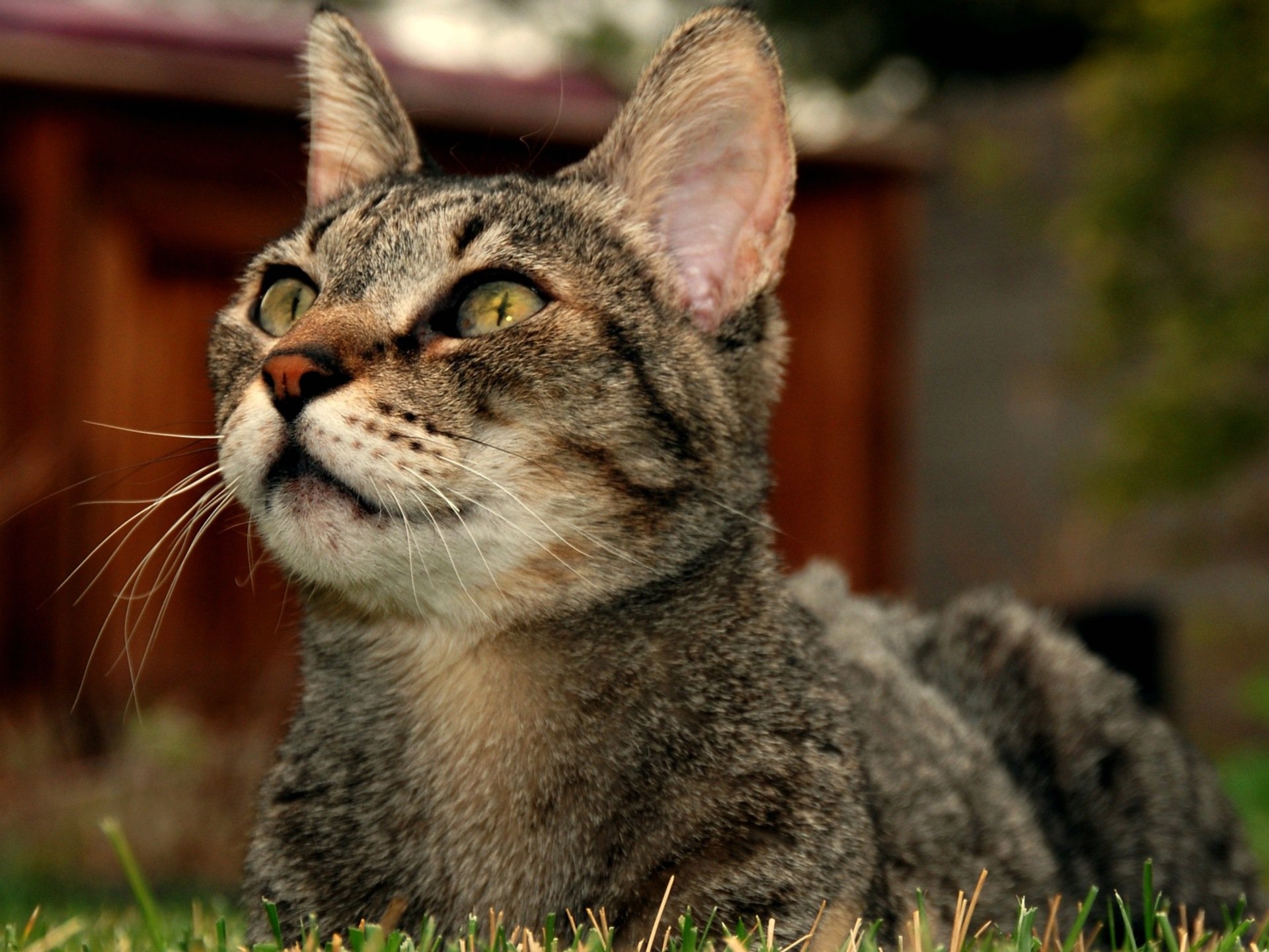 Cat HD Wallpaper