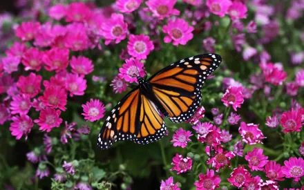 A vibrant monarch butterfly perched on a bed of pink flowers, creating a stunning HD desktop wallpaper and background that highlights the beauty of nature.