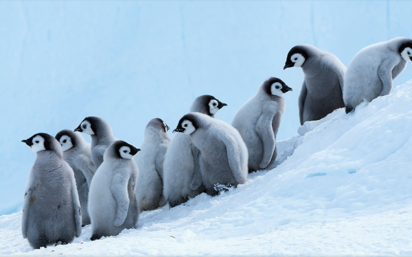 Animal Penguin Birds Penguins Bird Emperor Penguin Chick Cute HD Wallpaper | Background Image