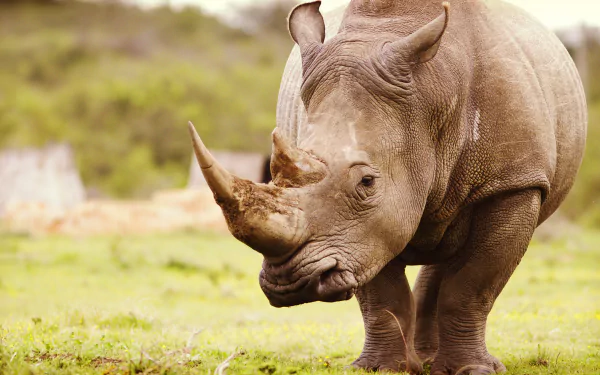 Close-up of a rhinoceros with shallow depth of field, captured in 4K Ultra HD as a detailed PC desktop wallpaper and background.