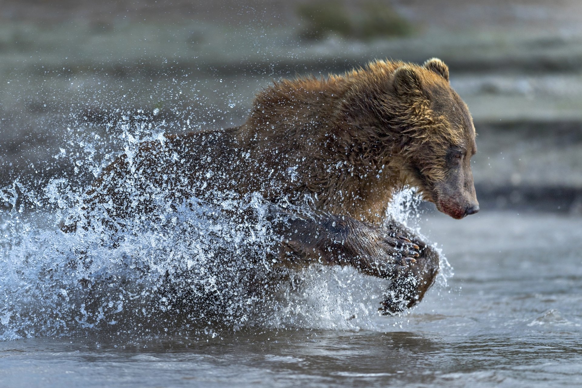 Download Splash Animal Bear HD Wallpaper