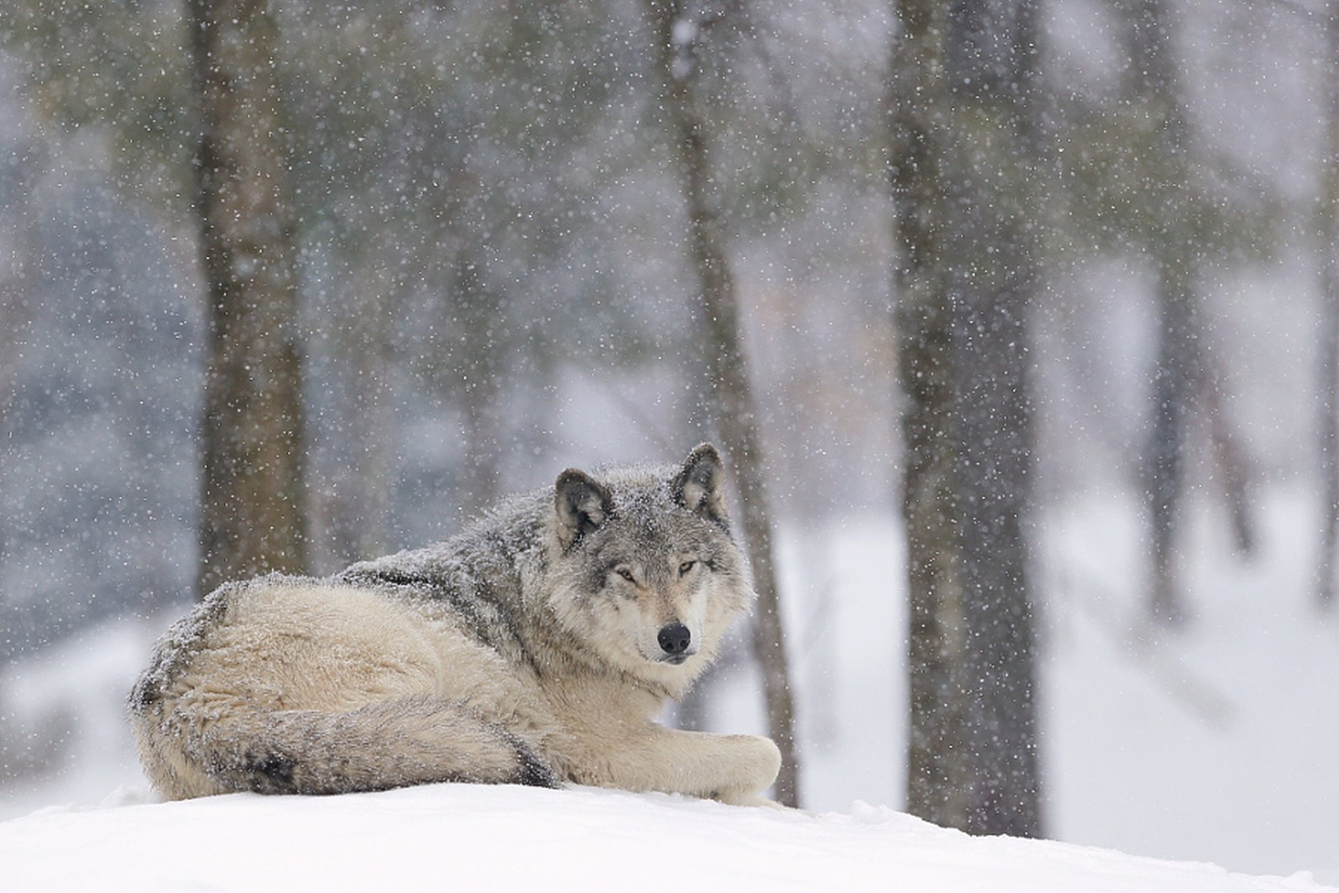 Download Snowfall Snow Winter Animal Wolf HD Wallpaper