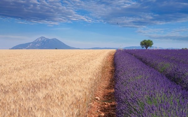 Earth Field Nature Summer Lavender Purple Flower Sky HD Wallpaper | Background Image