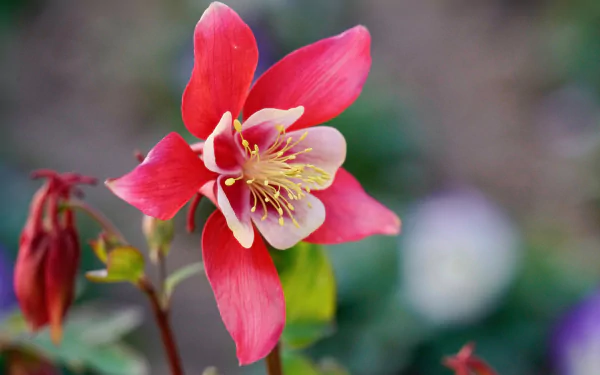  Pink Columbine
