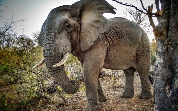 Animal African bush elephant Elephants HD Wallpaper | Background Image
