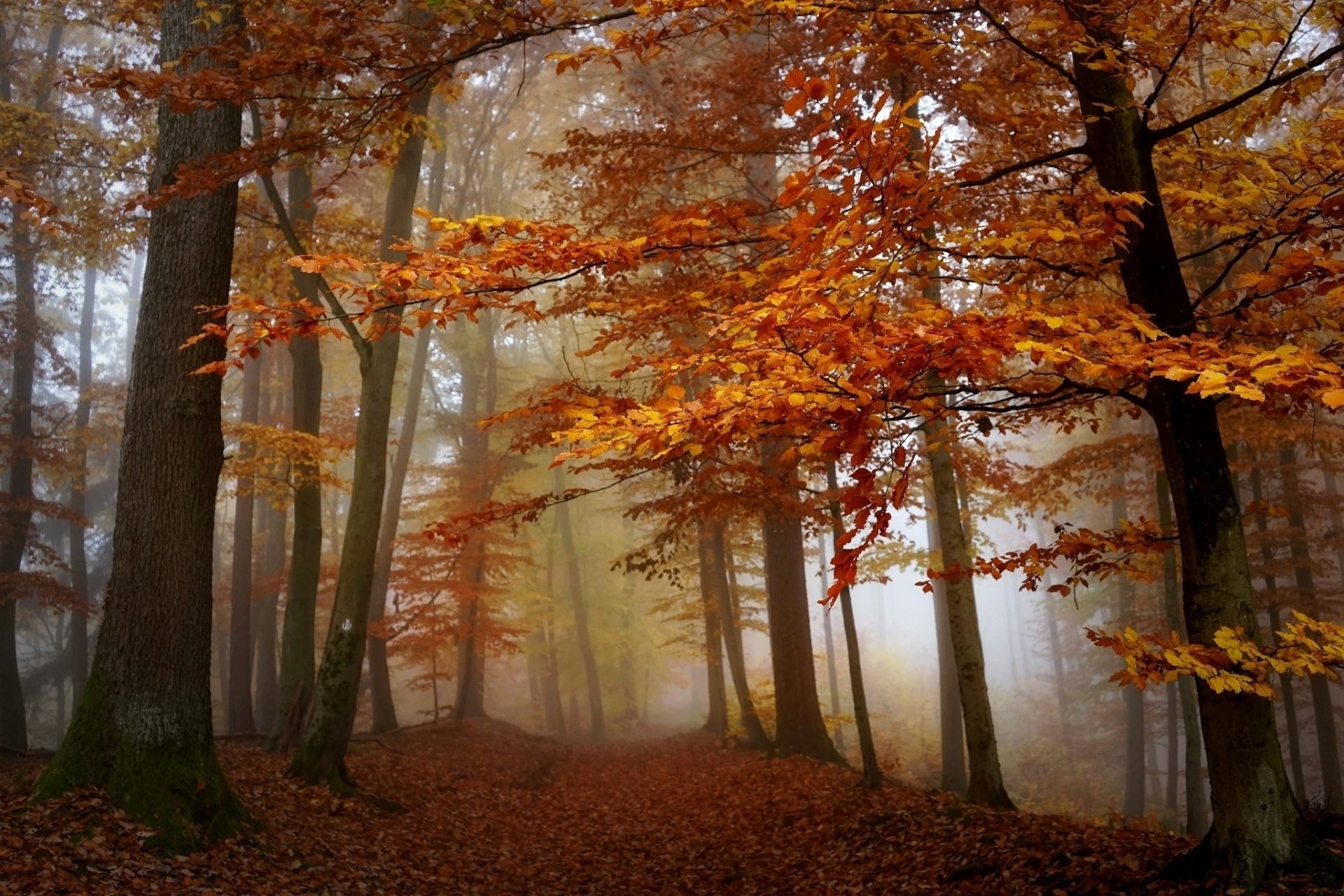 Download Fog Tree Forest Nature Fall HD Wallpaper