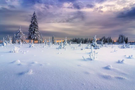 HD desktop wallpaper featuring a stunning winter scene with snow-covered trees, a serene sky, and a tranquil nature landscape.