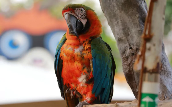A vibrant Catalina Macaw perches on a branch against a blurred backdrop, showcasing its colorful feathers. This HD desktop wallpaper captures the depth of field and serene beauty of the bird.