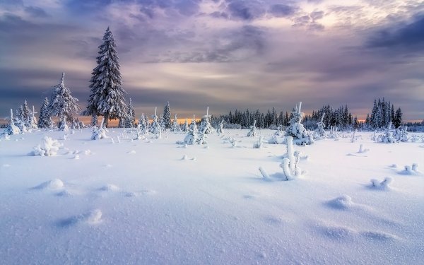Earth Winter Nature Snow Tree Sky HD Wallpaper | Background Image