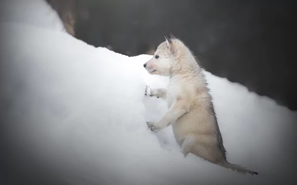 HD desktop wallpaper featuring a baby wolf cub playing in the snow, captured in a serene winter setting.