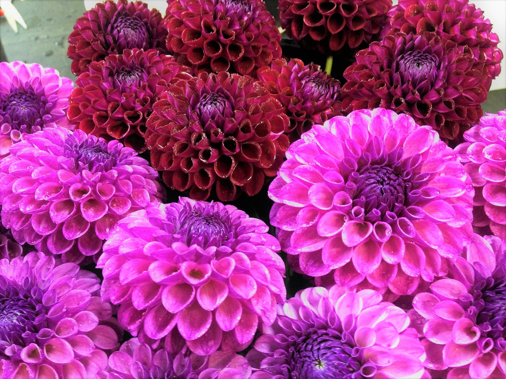 Download Purple Flower Pink Flower Flower Nature Dahlia HD Wallpaper