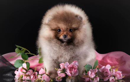 A fluffy baby spitz puppy surrounded by pink rose flowers on a dark background, captured in a high-definition desktop wallpaper.