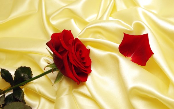 Earth Rose Flowers Red Rose Love Satin Red Flower Valentine's Day Silk Pastel Flower HD Wallpaper | Background Image