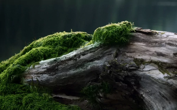 nature moss HD Desktop Wallpaper | Background Image