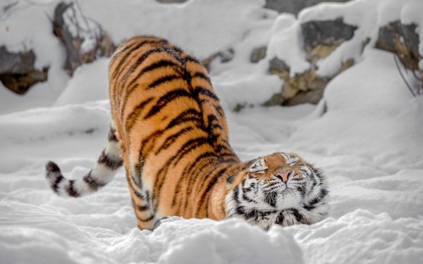 Animal Tiger Cats Snow HD Wallpaper | Background Image
