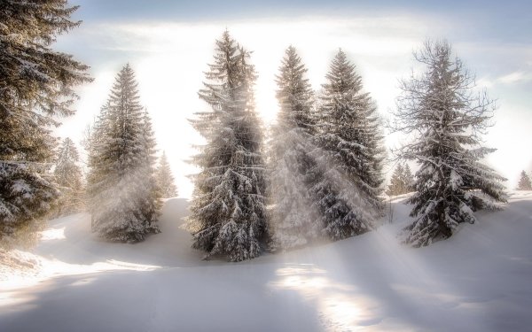 Earth Sunbeam Nature Tree Winter Snow HD Wallpaper | Background Image