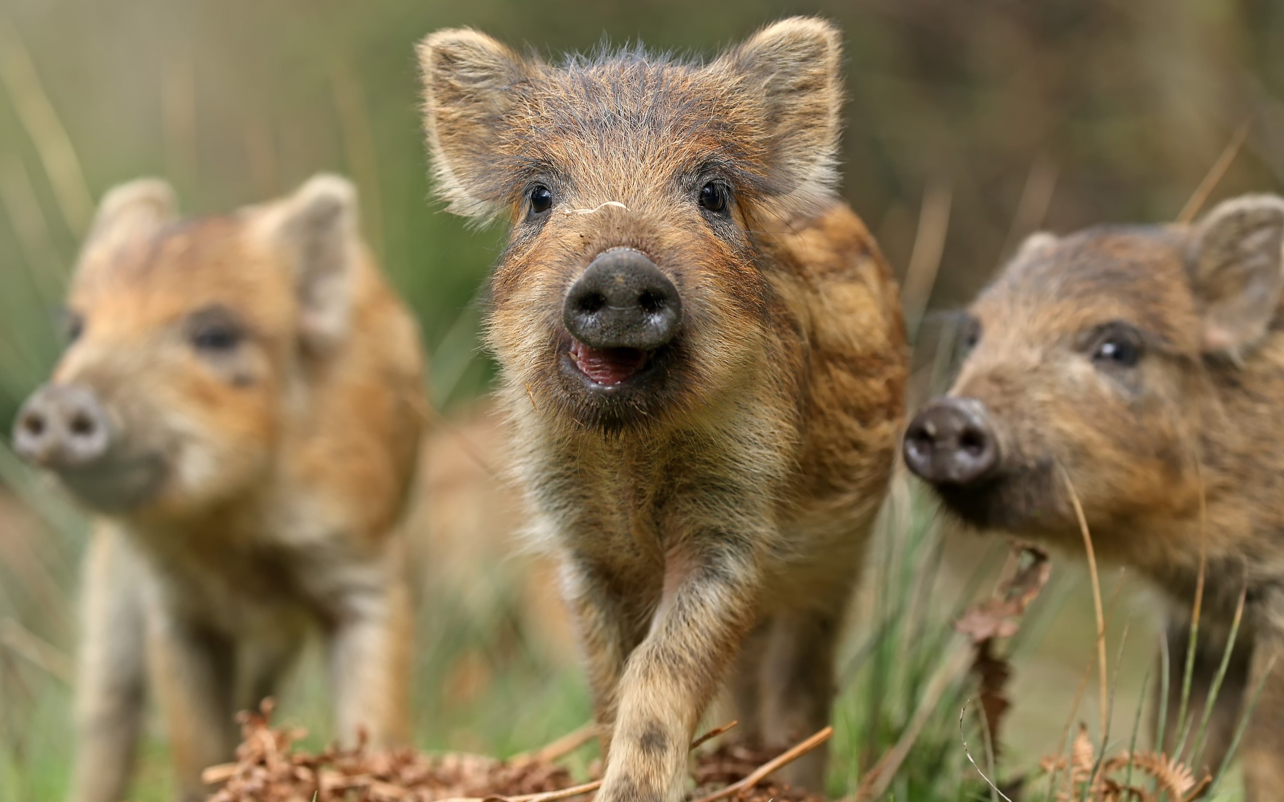 Wild Boar Piglets by Nigel Hodson