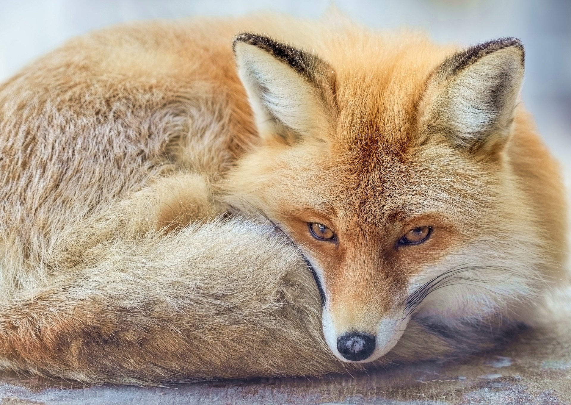 HD PC desktop wallpaper featuring a close-up of a resting fox with detailed fur and piercing eyes.