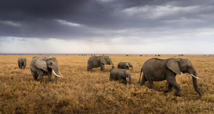 A herd of African bush elephants, including a baby elephant, walking across a dry savanna under a cloudy sky in this HD desktop wallpaper.