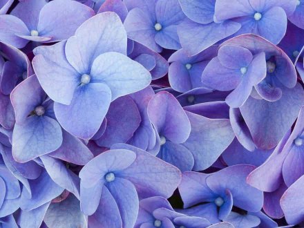 purple flower nature hydrangea HD Desktop Wallpaper | Background Image