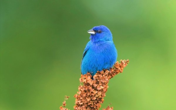 Animal Indigo Bunting Birds Passerines Bird HD Wallpaper | Background Image
