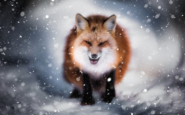 Animal Fox Winter Snow Snowfall HD Wallpaper | Background Image