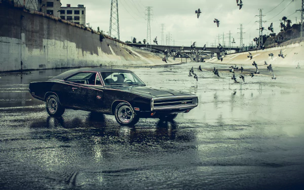 flock of birds black car bird water vehicle Dodge Charger HD Desktop Wallpaper | Background Image