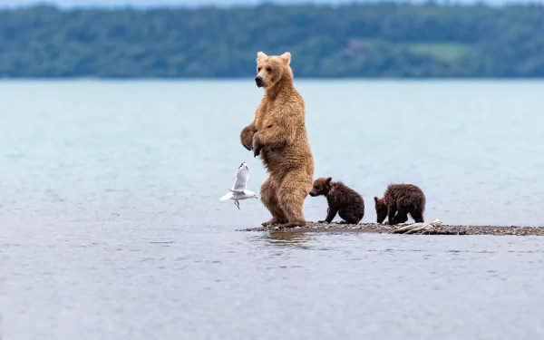 A bear cub and two smaller cubs stand on a shallow water shore while a seagull flies nearby, captured in a serene natural setting.