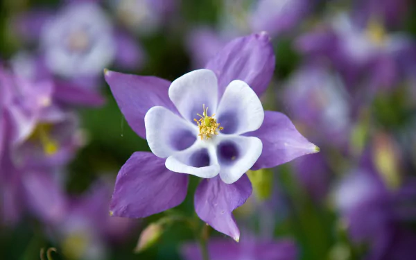 purple flower flower nature columbine HD Desktop Wallpaper | Background Image