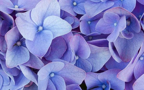 purple flower nature hydrangea HD Desktop Wallpaper | Background Image
