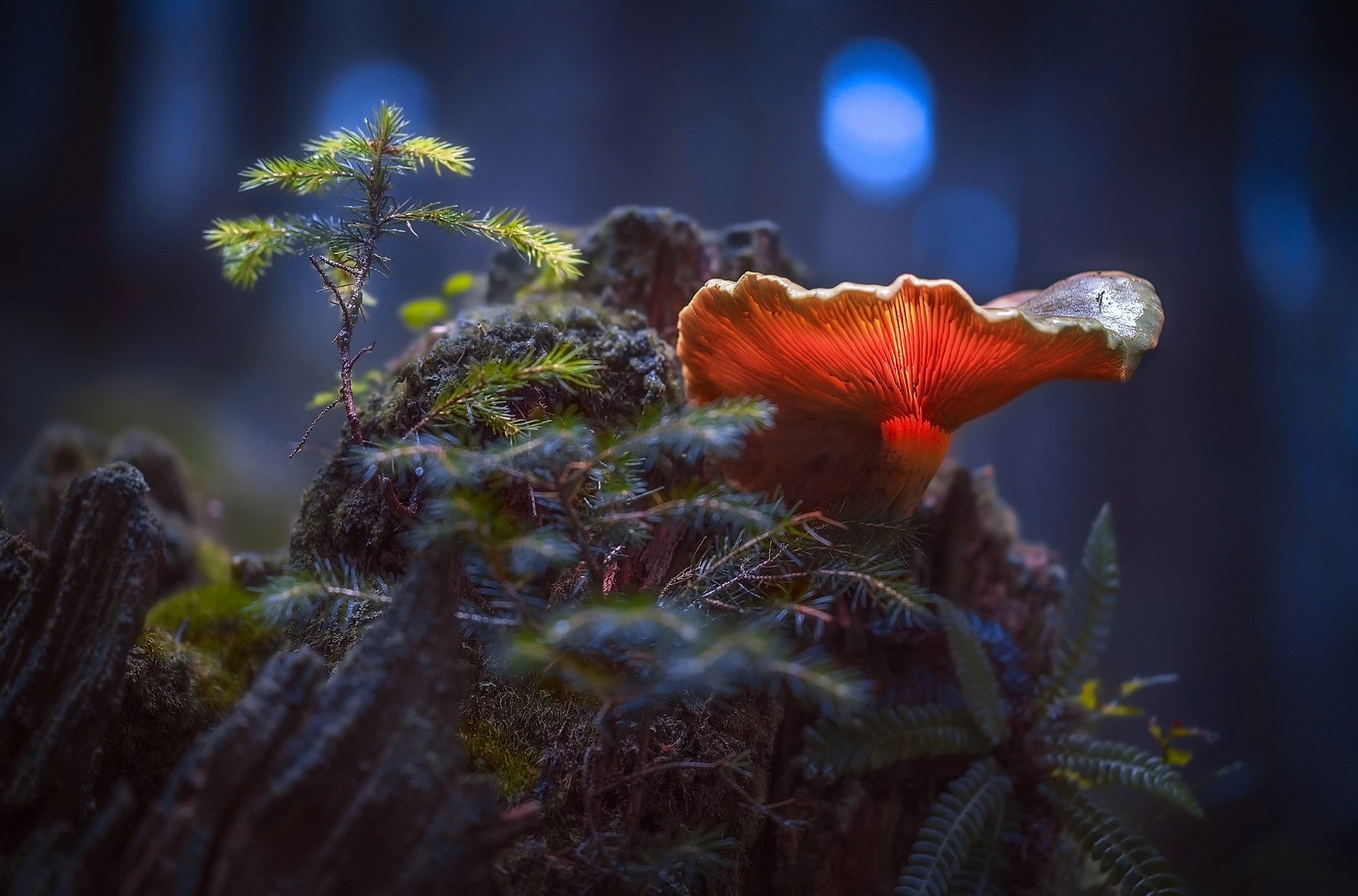 Macro shot of a vibrant mushroom on a mossy forest floor in fall, with a small evergreen sprout nearby. The HD image showcases the serene beauty of nature and makes for a stunning desktop wallpaper.