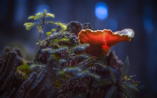 Nature Mushroom Fall Macro HD Wallpaper | Background Image