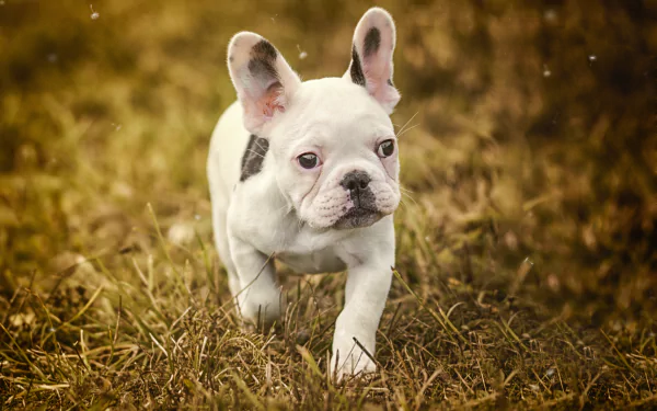 White French bulldog puppy (dog, Animal) trotting through grass, rendered as a 4K Ultra HD PC desktop wallpaper and background.