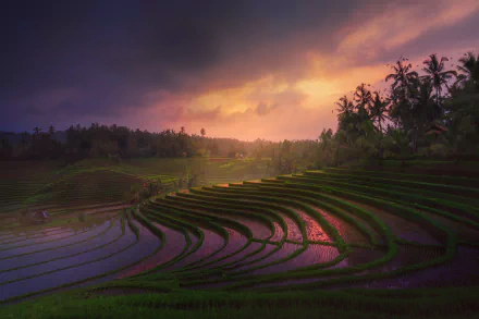 HD desktop wallpaper of terraced rice fields at sunset, blending natural landscape with man-made agricultural design under a dramatic sky.
