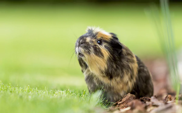 rodent Animal guinea pig HD Desktop Wallpaper | Background Image