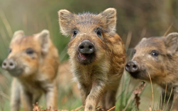 Close-up of three baby wild boars in a natural setting, captured in sharp 4K Ultra HD quality for a vivid PC desktop wallpaper background.