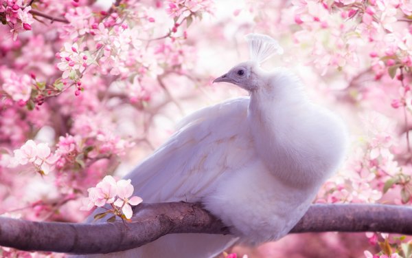 Animal Peacock Birds Bird Blossom Pink Flower HD Wallpaper | Background Image