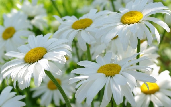 Earth Chamomile Nature Flower White Flower Summer HD Wallpaper | Background Image