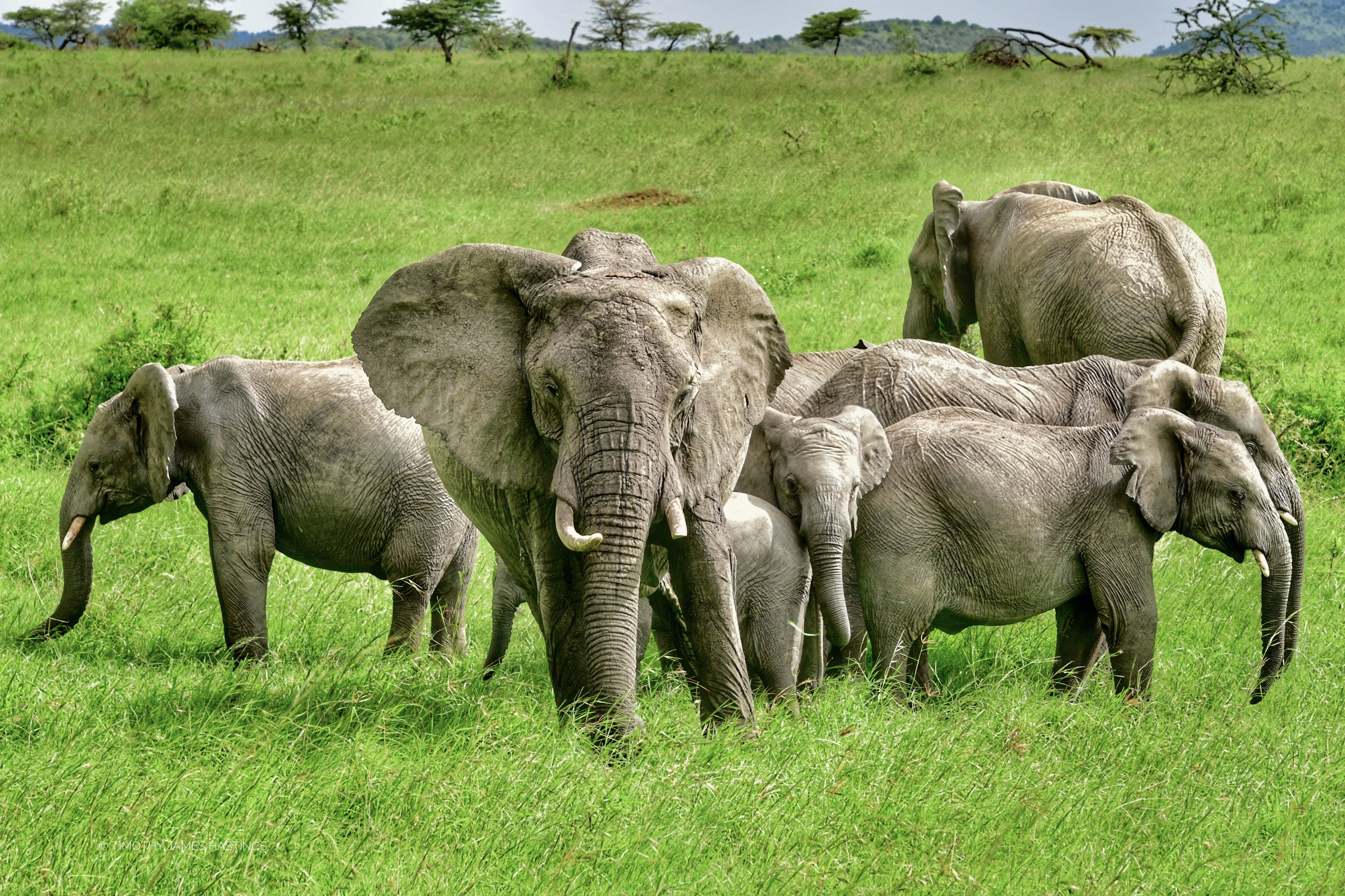 Слоновье стадо. Стадо слонов. Стая слонов. Стадо животных. Популяция слонов.