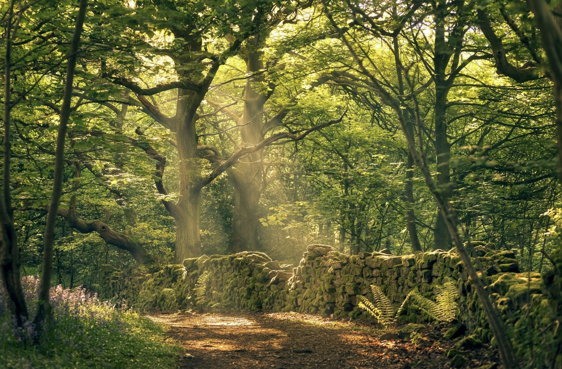 Sunbeams filter through lush green trees in a serene forest, illuminating a peaceful path beside an old stone wall. HD nature wallpaper and desktop background.